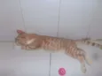 Brulè