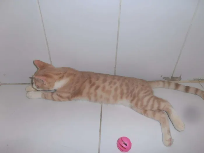 Gato ra a srd idade 2 a 6 meses nome Brulè