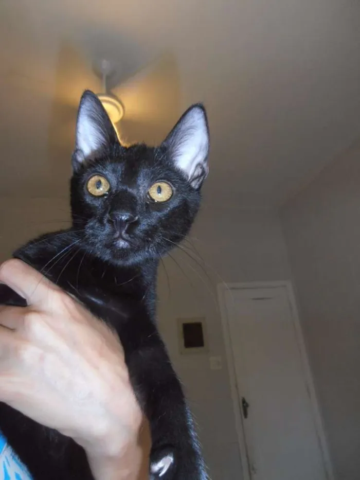 Gato ra a srd idade 2 a 6 meses nome Bibs