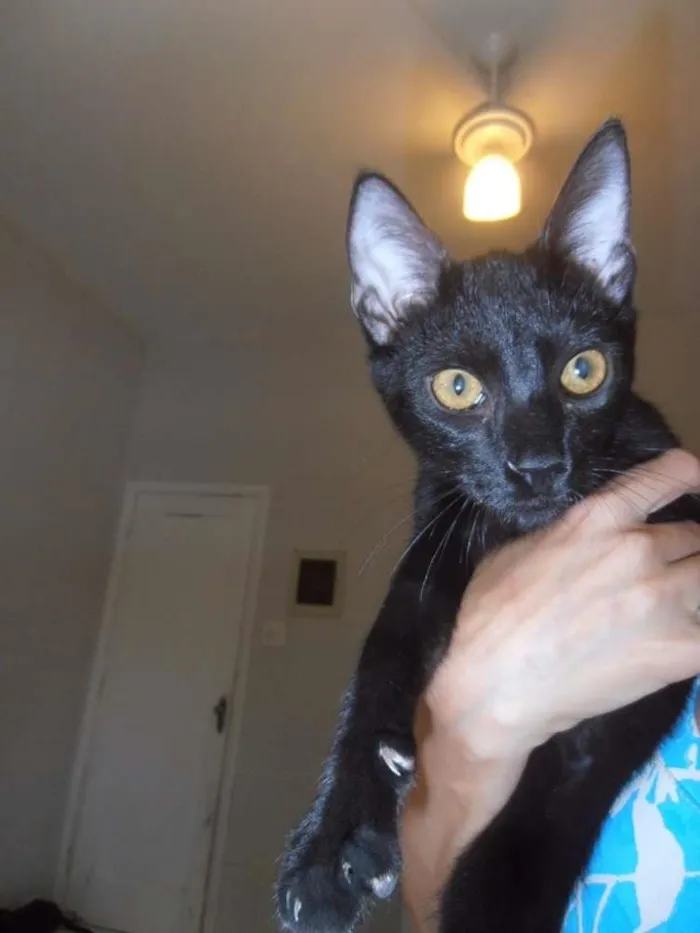 Gato ra a srd idade 2 a 6 meses nome Bibs