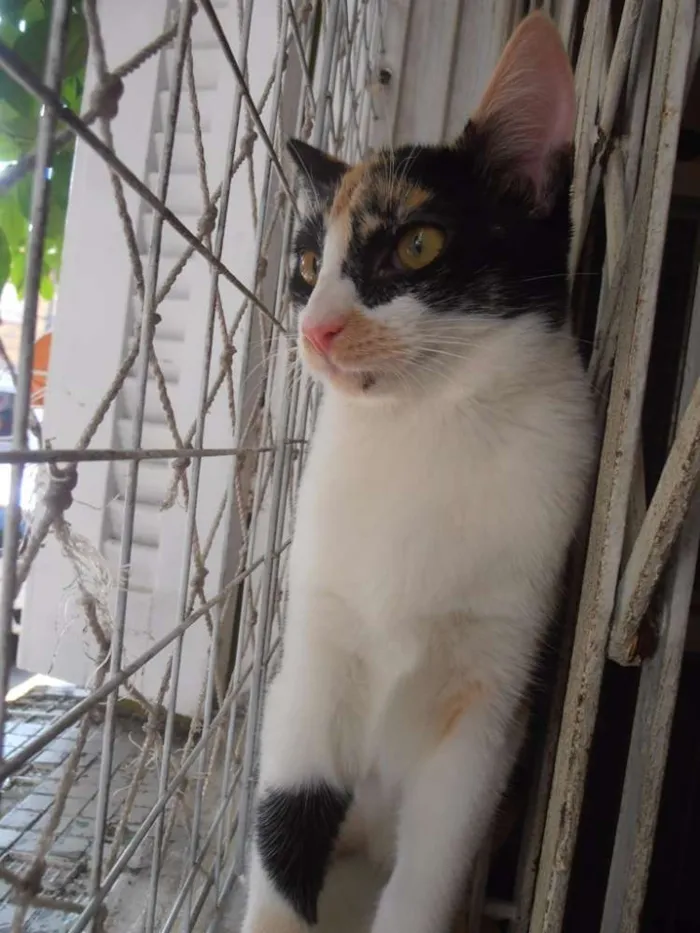 Gato ra a srd idade 2 a 6 meses nome Confeti