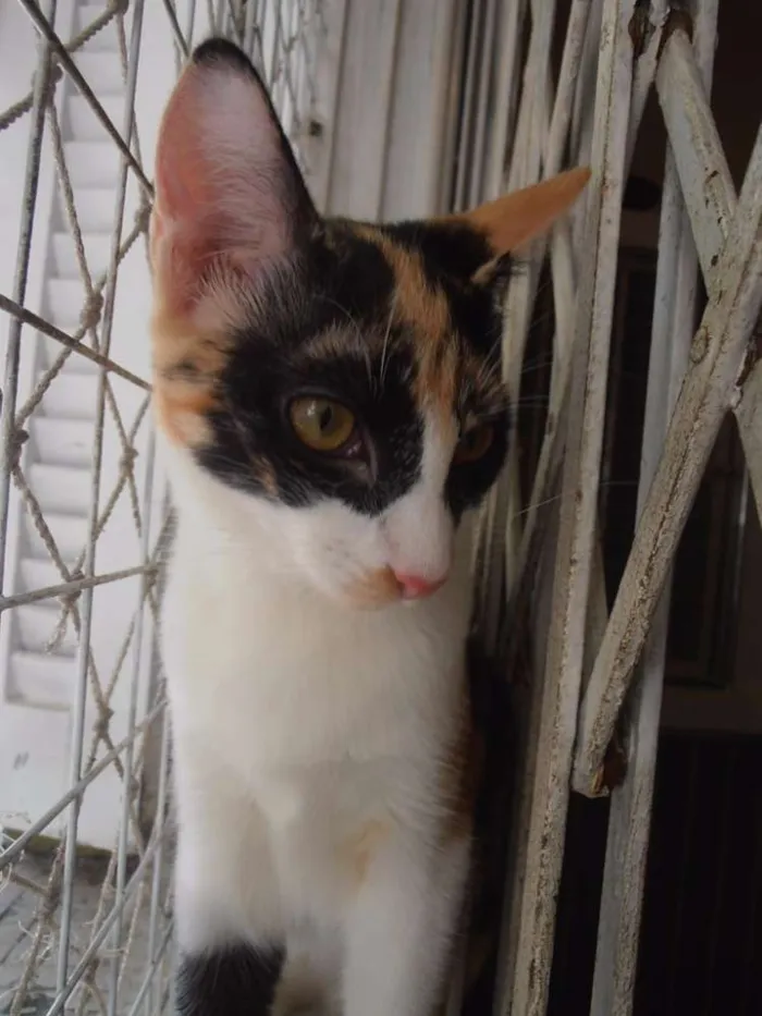 Gato ra a srd idade 2 a 6 meses nome Confeti