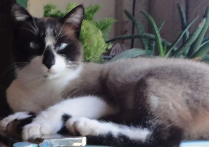 Gato ra a Indefinida idade 3 anos nome Chico