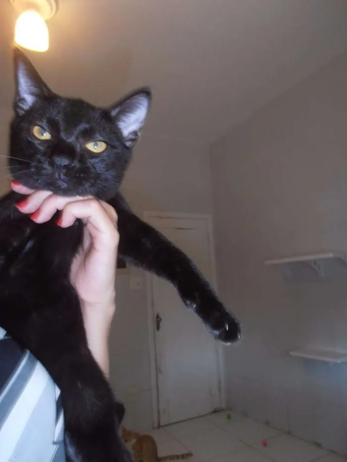 Gato ra a srd idade 2 a 6 meses nome Jabuticaba