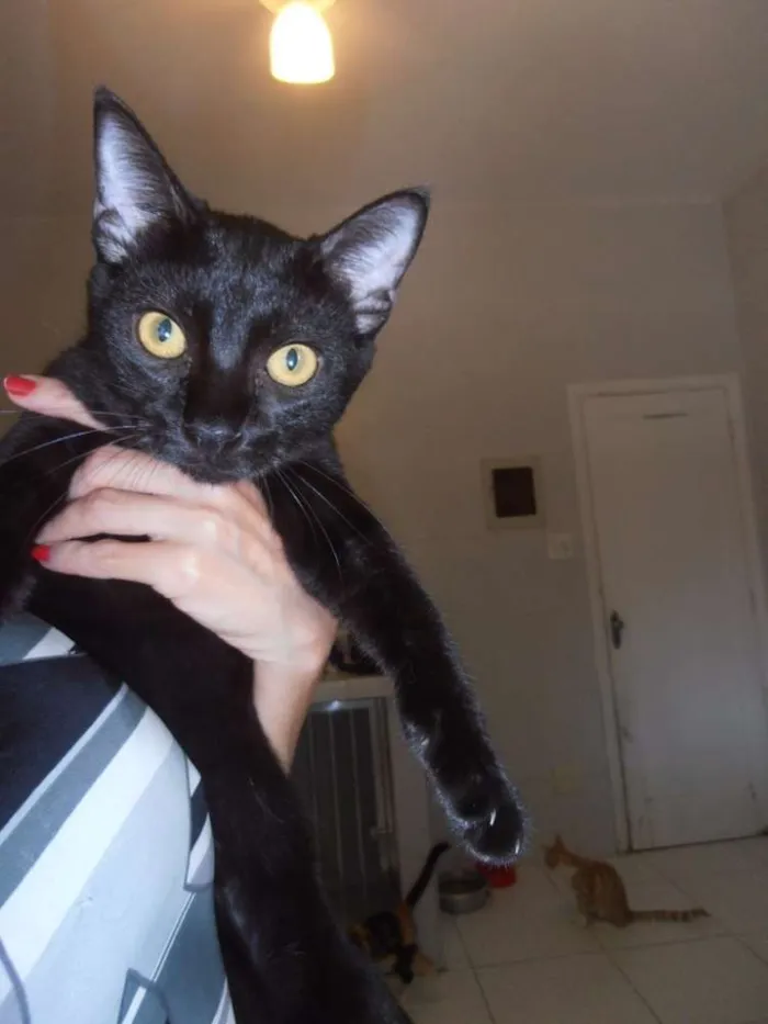 Gato ra a srd idade 2 a 6 meses nome Jabuticaba