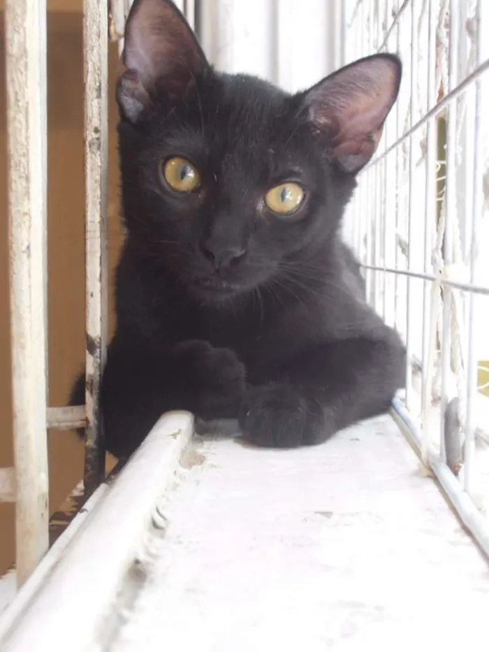 Gato ra a srd idade 2 a 6 meses nome Jabuticaba