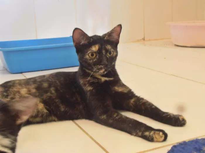 Gato ra a srd idade 2 a 6 meses nome Mocha