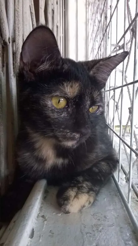Gato ra a srd idade 2 a 6 meses nome Mocha