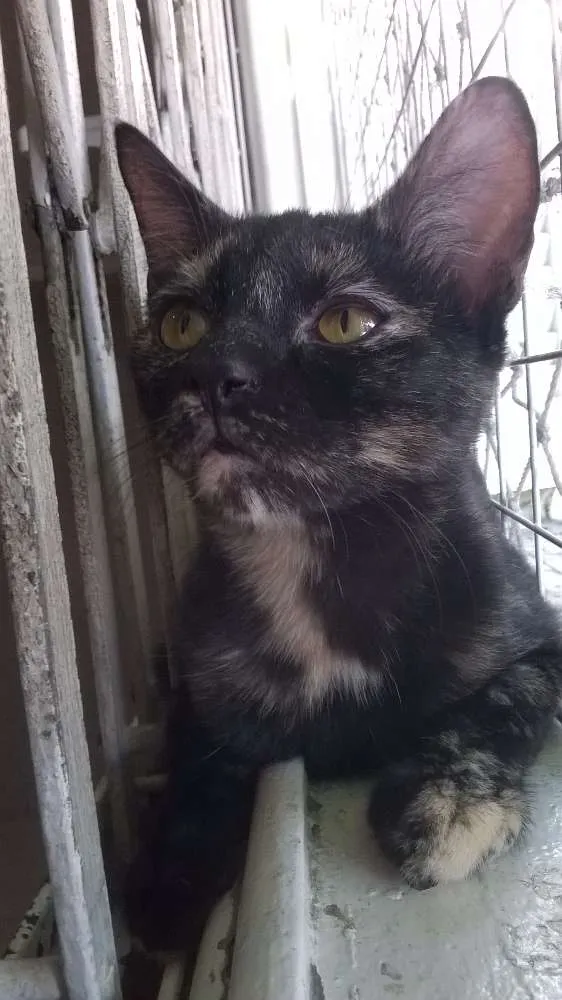 Gato ra a srd idade 2 a 6 meses nome Mocha