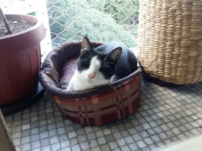 Gato ra a srd idade 2 anos nome Jules
