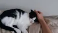Jules