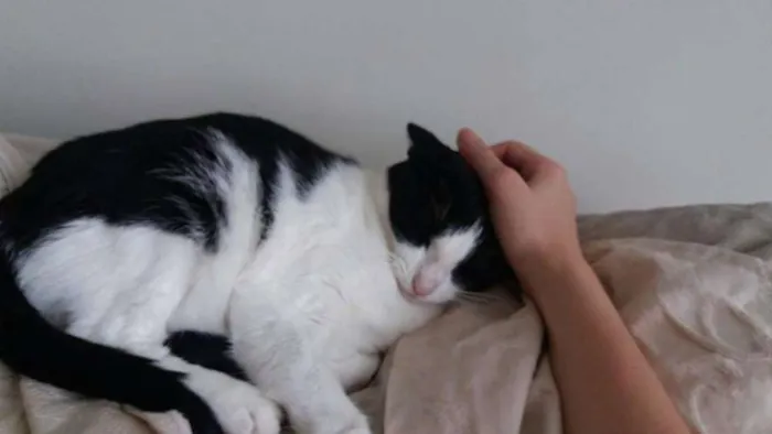 Gato ra a srd idade 2 anos nome Jules