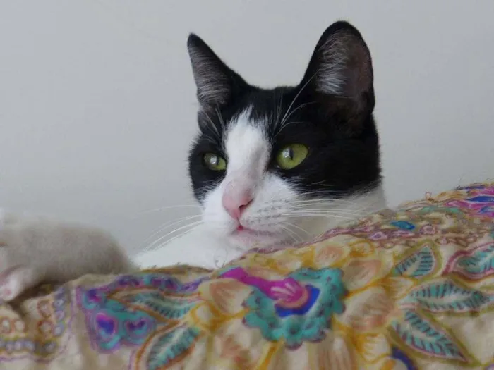 Gato ra a srd idade 2 anos nome Jules