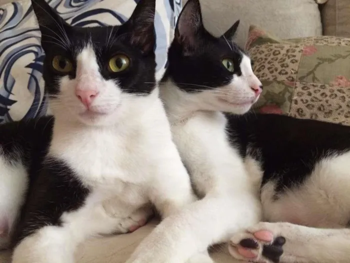 Gato ra a srd idade 1 ano nome Petibanquinhos