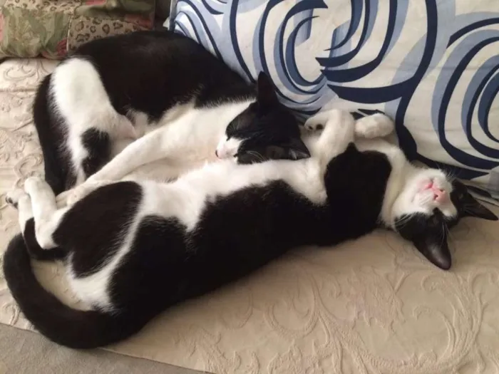 Gato ra a srd idade 1 ano nome Petibanquinhos