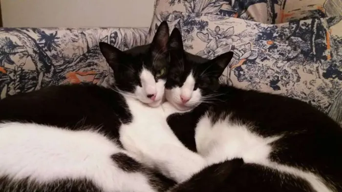 Gato ra a srd idade 1 ano nome Petibanquinhos