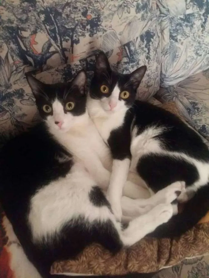 Gato ra a srd idade 1 ano nome Petibanquinhos
