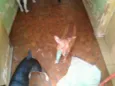 Lorenzo