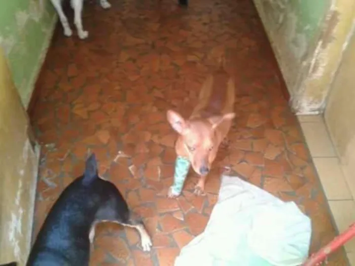 Cachorro ra a Pinscher idade 1 ano nome Lorenzo