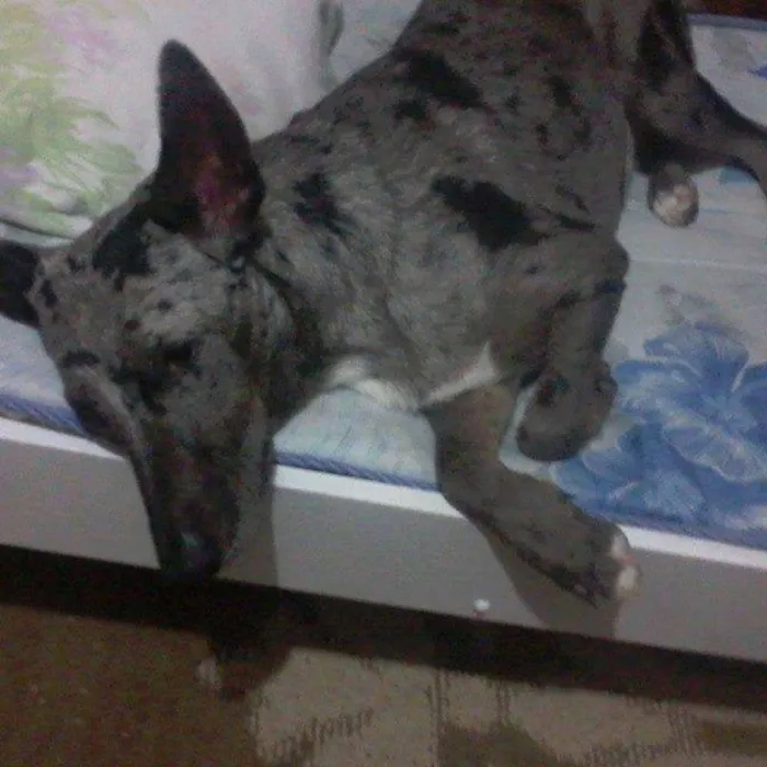 Cachorro ra a SRD idade 4 anos nome Maya