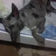 Maya
