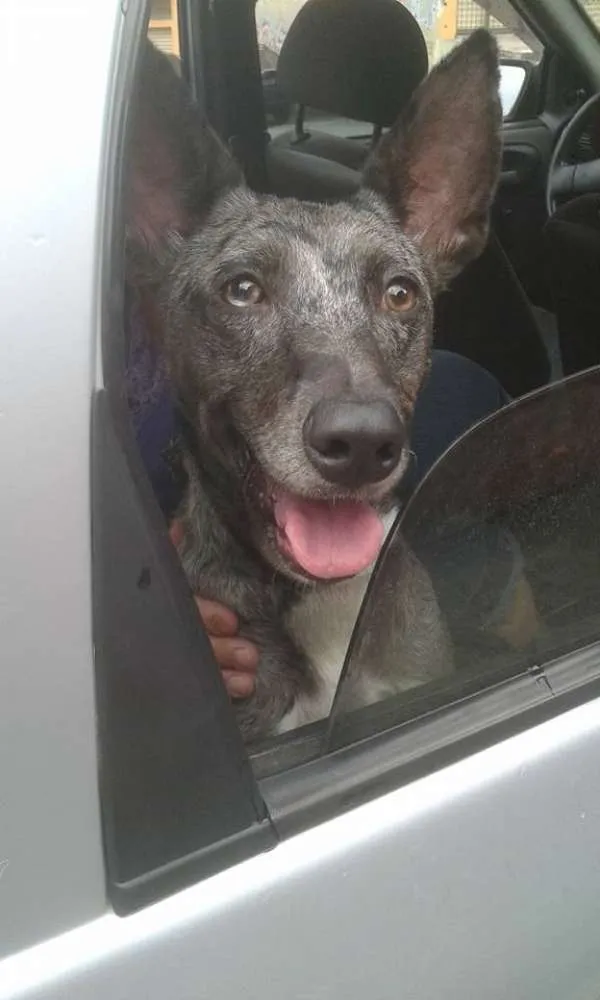 Cachorro ra a SRD idade 4 anos nome Maya