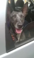 Maya