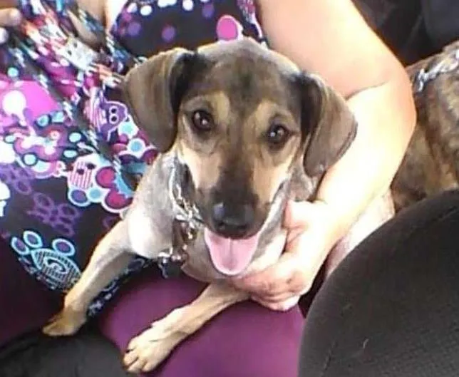 Cachorro ra a SRD idade 1 ano nome caco