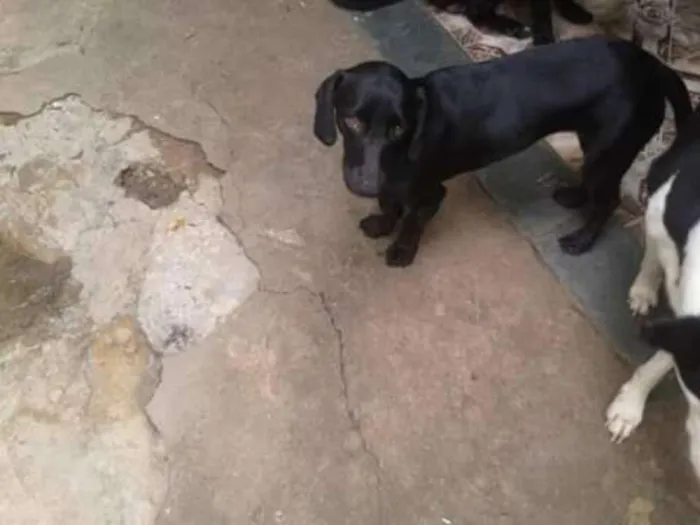 Cachorro ra a SRD idade 1 ano nome Luna