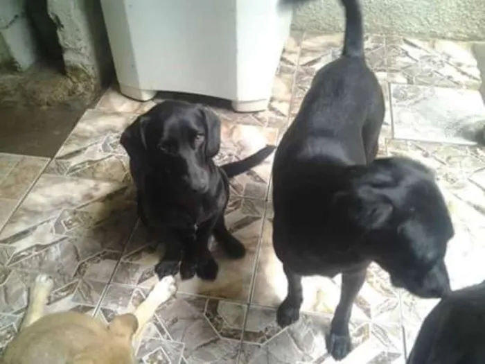 Cachorro ra a SRD idade 1 ano nome Luna
