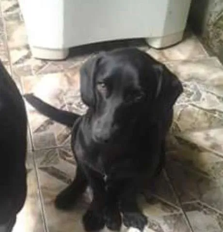 Cachorro ra a SRD idade 1 ano nome Luna
