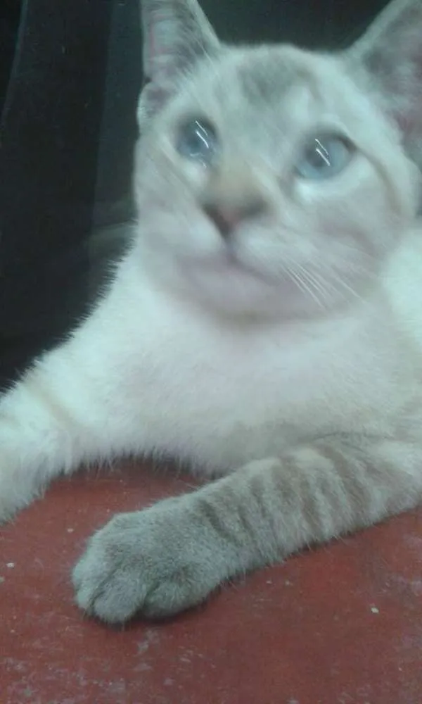 Gato ra a SRD idade 2 a 6 meses nome Cookie