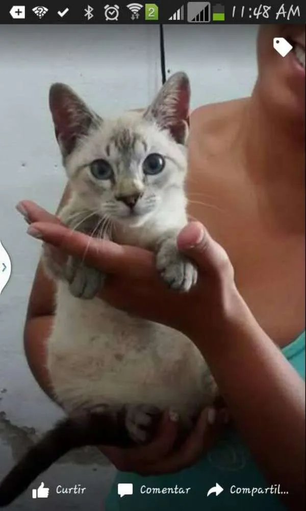 Gato ra a SRD idade 2 a 6 meses nome Cookie