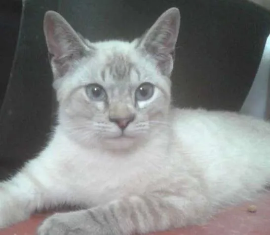 Gato ra a SRD idade 2 a 6 meses nome Cookie