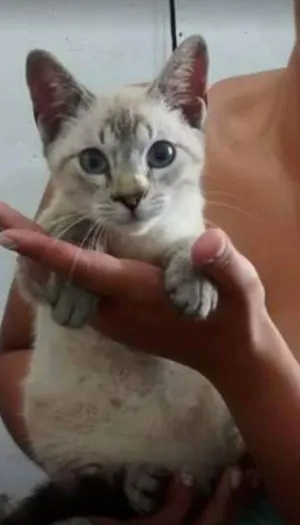 Gato raça SRD idade 2 a 6 meses nome Cookie
