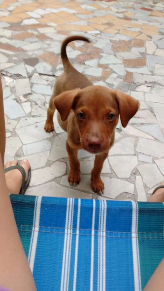 Cachorro ra a Vira lata idade 2 a 6 meses nome Brutos