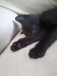 lili