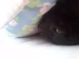 lili