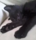 lili