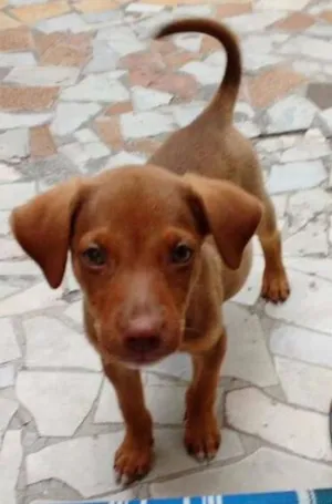 Cachorro raça Vira lata idade 2 a 6 meses nome Brutos