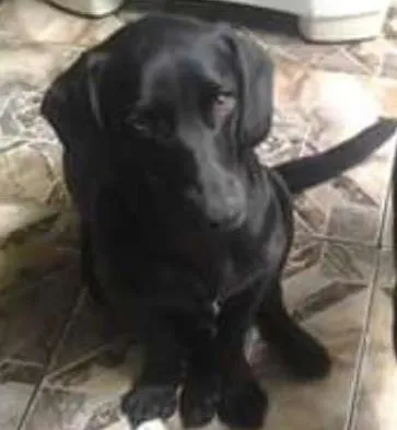 Cachorro ra a SRD idade 1 ano nome Luna