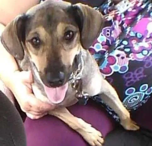 Cachorro ra a SRD idade 1 ano nome caco