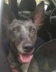 Maya
