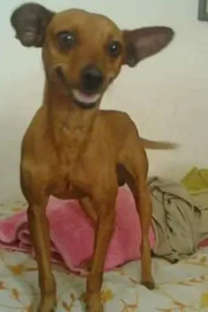 Cachorro raça Pinscher idade 1 ano nome Lorenzo