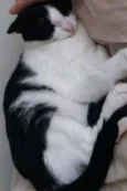 Jules