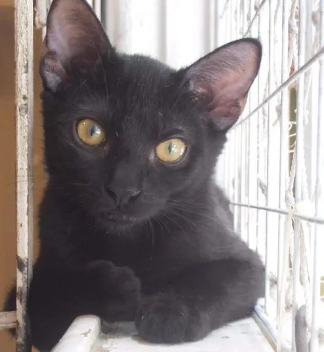 Gato ra a srd idade 2 a 6 meses nome Jabuticaba