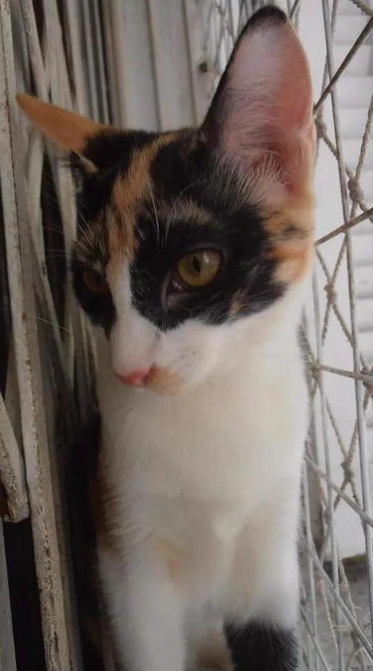 Gato ra a srd idade 2 a 6 meses nome Confeti