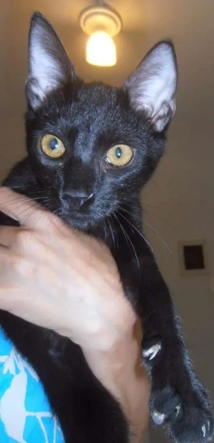 Gato ra a srd idade 2 a 6 meses nome Bibs