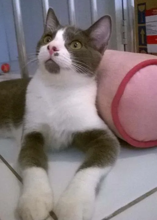 Gato ra a srd idade 2 a 6 meses nome Fini