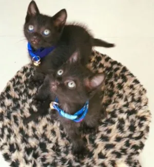 Gato raça Srd idade Abaixo de 2 meses nome Veludo e Camurça 